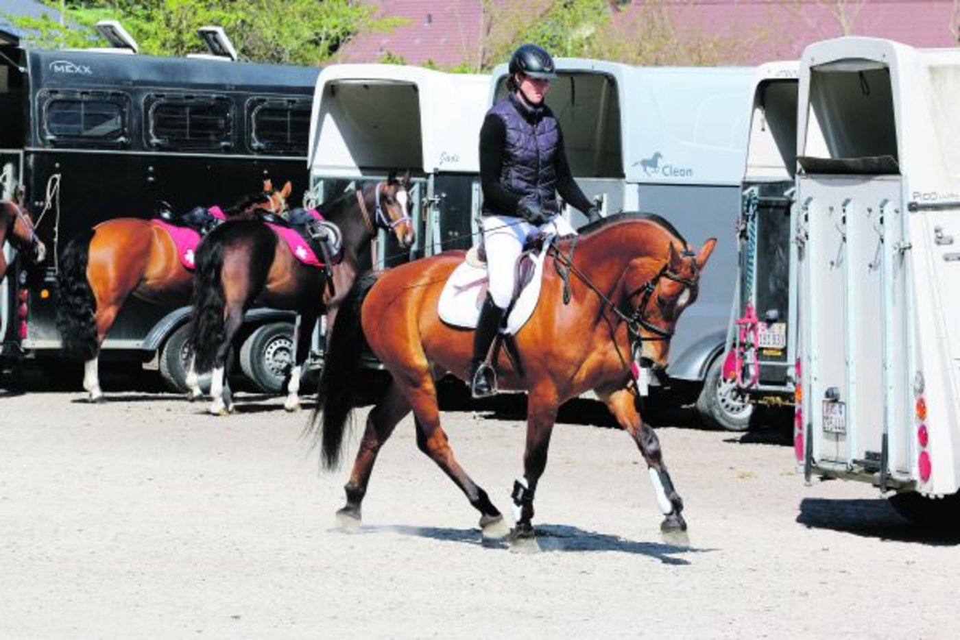 Das Pferd kann vor Ort besichtigt, ausprobiert und vor allem verglichen werden. (Bild Simone Barth)