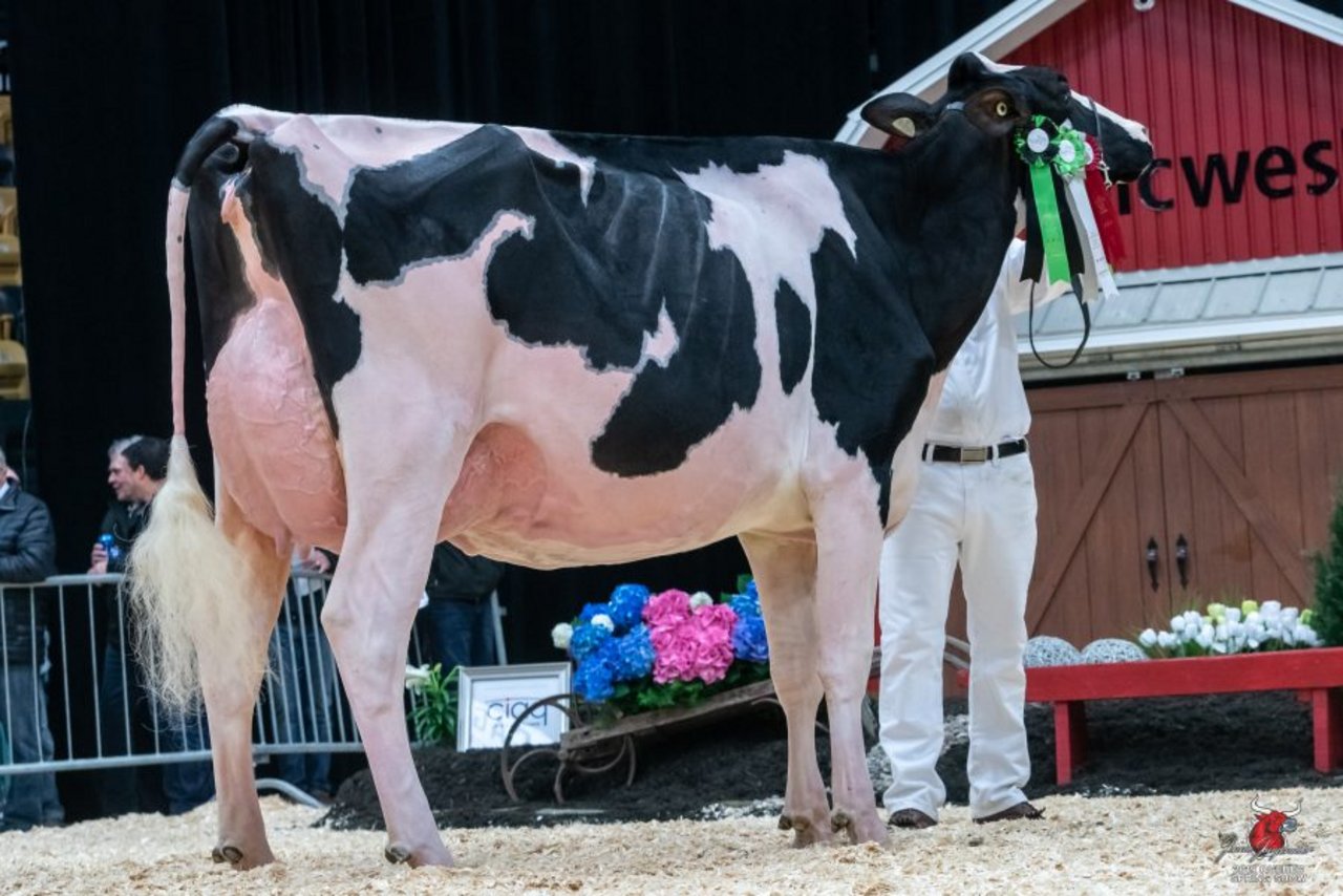 Reserve Grand Champion bei den Holstein wurde Florbil Doorman Lilly. (Bilder TheBullvine)