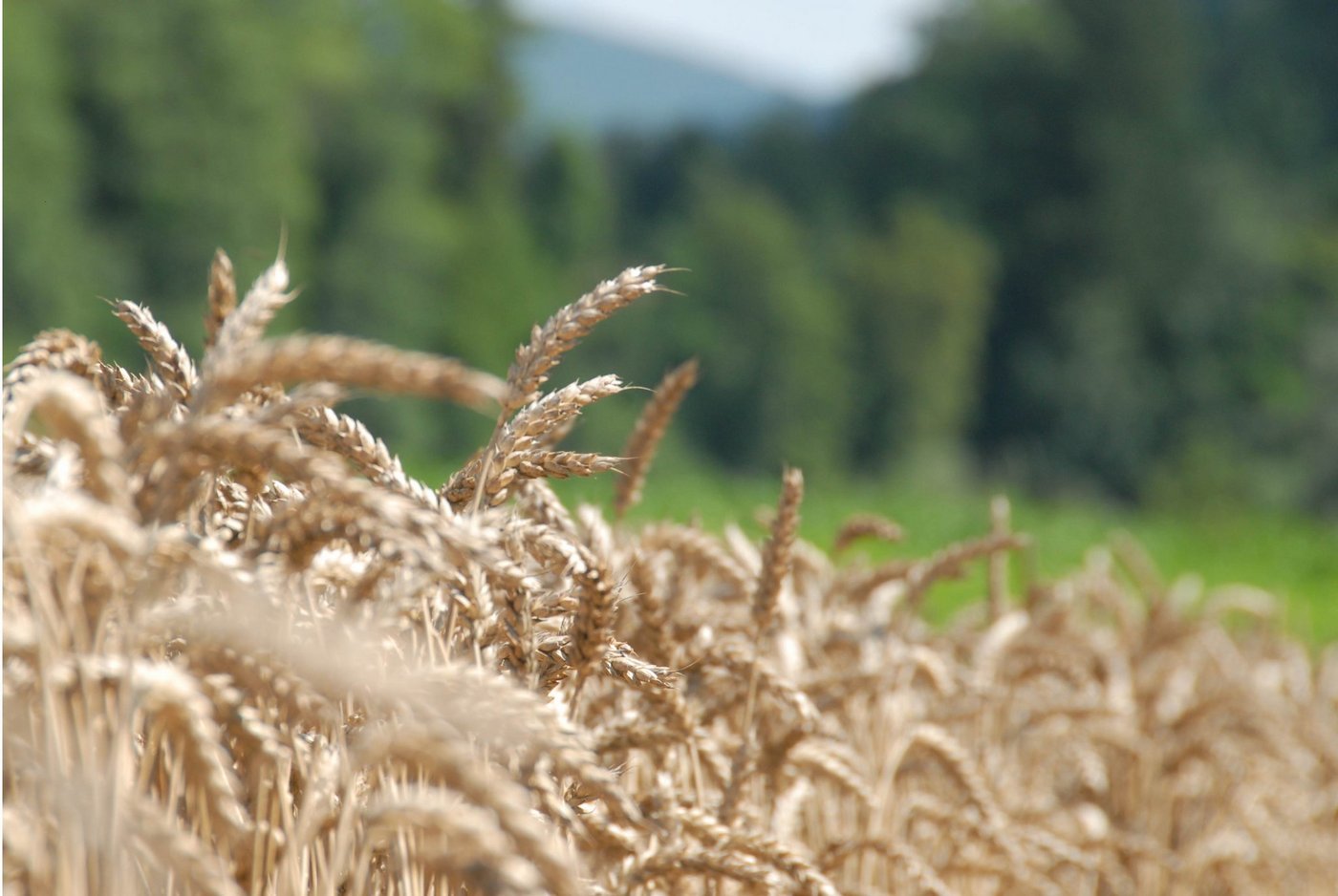 Die polnischen Landwirte haben 2014 12,3 Prozent mehr Getreide produziert als noch im Vorjahr. (Bild BauZ)