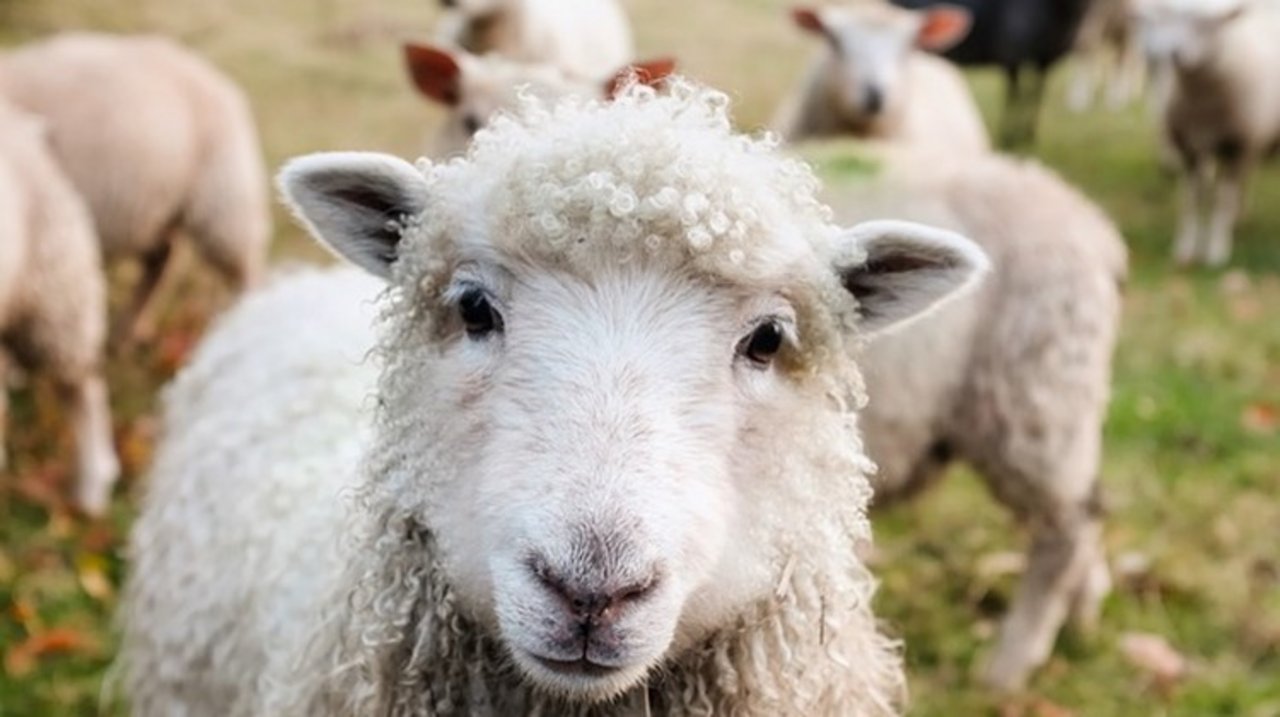 Einige Schafe überlebten den Unfall nicht. (Symbolbild Pixabay)