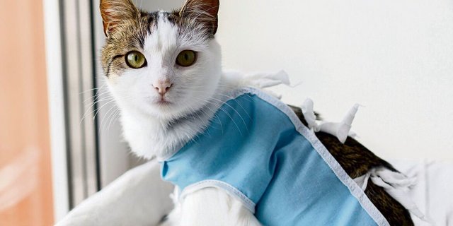 Bei Freigängerkatzen spricht besonders viel für eine Kastration – auch ausmedizinischer Sicht.