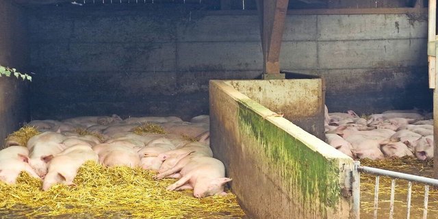 Beim Beratungsbesuch liegen die Endmasttiere entspannt und zeigen ein korrektes Liegeverhalten.