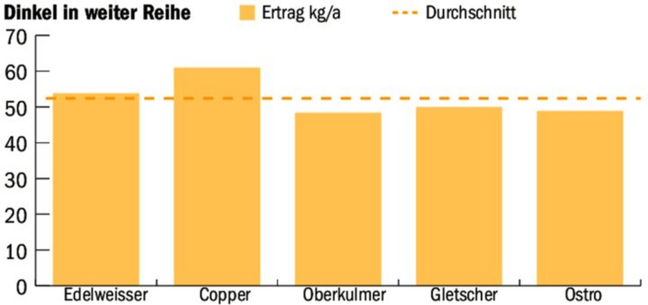 Der Ertragsverlust durch weite Reihen betrug beim Dinkel zwischen 5 und 10 %. Copper lieferte fast 61 kg/a.