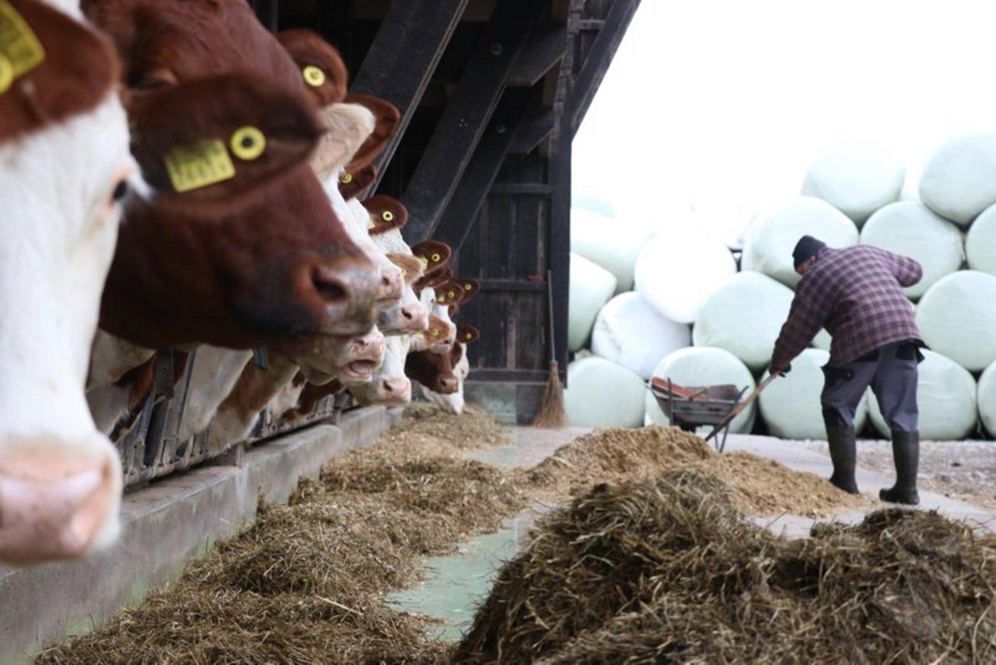 Gemessen am Wert der im Kanton produzierten landwirtschaftlichen Erzeugnisse rangierte Zürich im Jahr 2017 auf dem 4. Platz. (Symbolbild Ruth Aerni)