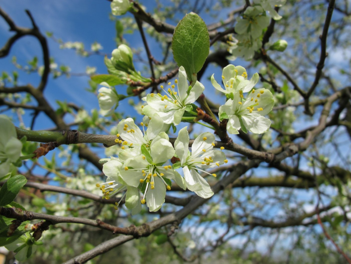 Die Blüte der Hauszwetschge. (Bild zVg)
