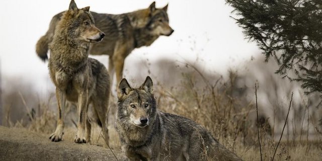 Drei Wölfe auf Stein