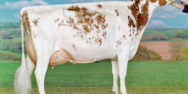 In Cremona (I) 2010 wurde Rustler Pepita von Everdes Holstein, Echarlens FR, Junior und Grand Champion. (Bild ws)