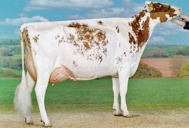 Prämierte Red-Holstein-Kühe: Sie holten einst für ihr Land Gold In Cremona (I) 2010 wurde Rustler Pepita von Everdes Holstein, Echarlens FR, Junior und Grand Champion. (Bild ws)