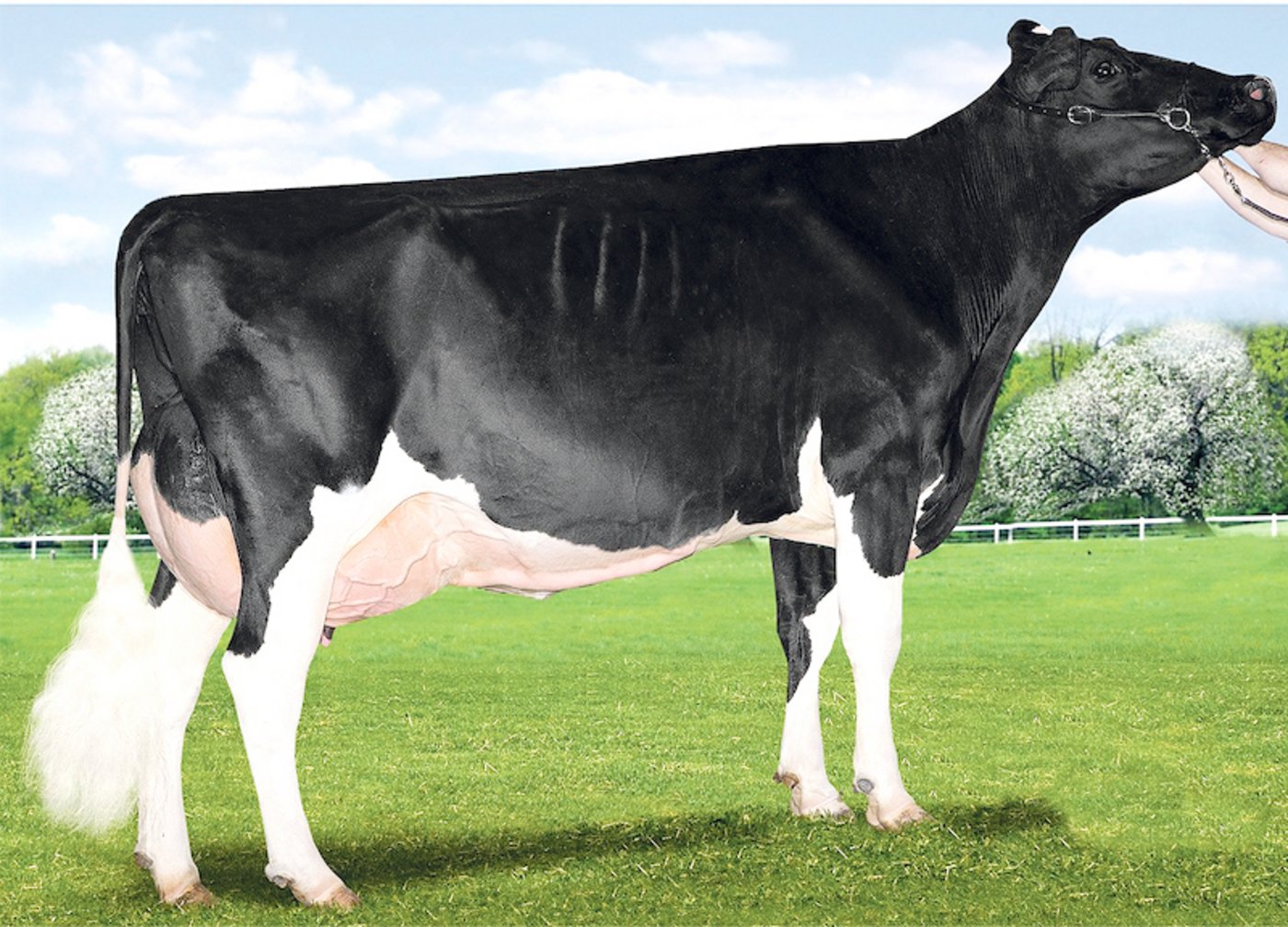 Auch mit Stormatic wurde Apple gespült: Hier eine Tochter daraus: MS Apple Stormatic Applause. (Bild pj)