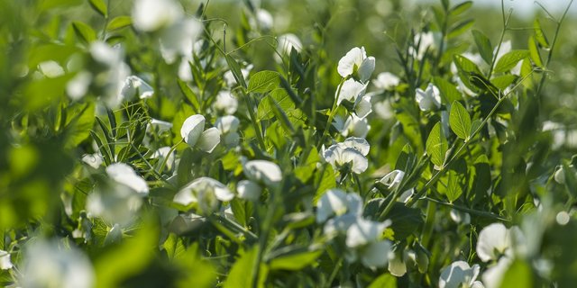 Hülsenfrüchte fördern die Nachhaltigkeit von Produktionssystemen dank ihrer Fähigkeit, Stickstoff direkt aus der Luft zu fixieren. Gleichzeitig diversifizieren sie als zusätzliche blühende Kultur die Fruchtfolge. (GZPK)