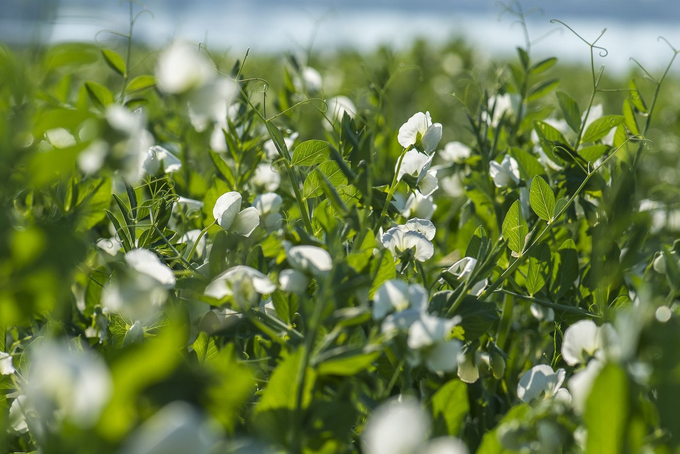 Hülsenfrüchte fördern die Nachhaltigkeit von Produktionssystemen dank ihrer Fähigkeit, Stickstoff direkt aus der Luft zu fixieren. Gleichzeitig diversifizieren sie als zusätzliche blühende Kultur die Fruchtfolge. (GZPK)