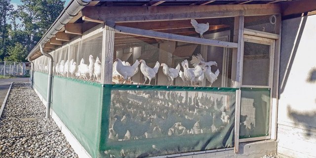 Im Aussenklimabereich ist das Geflügel geschützt vor Wildvögeln, die das Vogelgrippevirus tragen können.