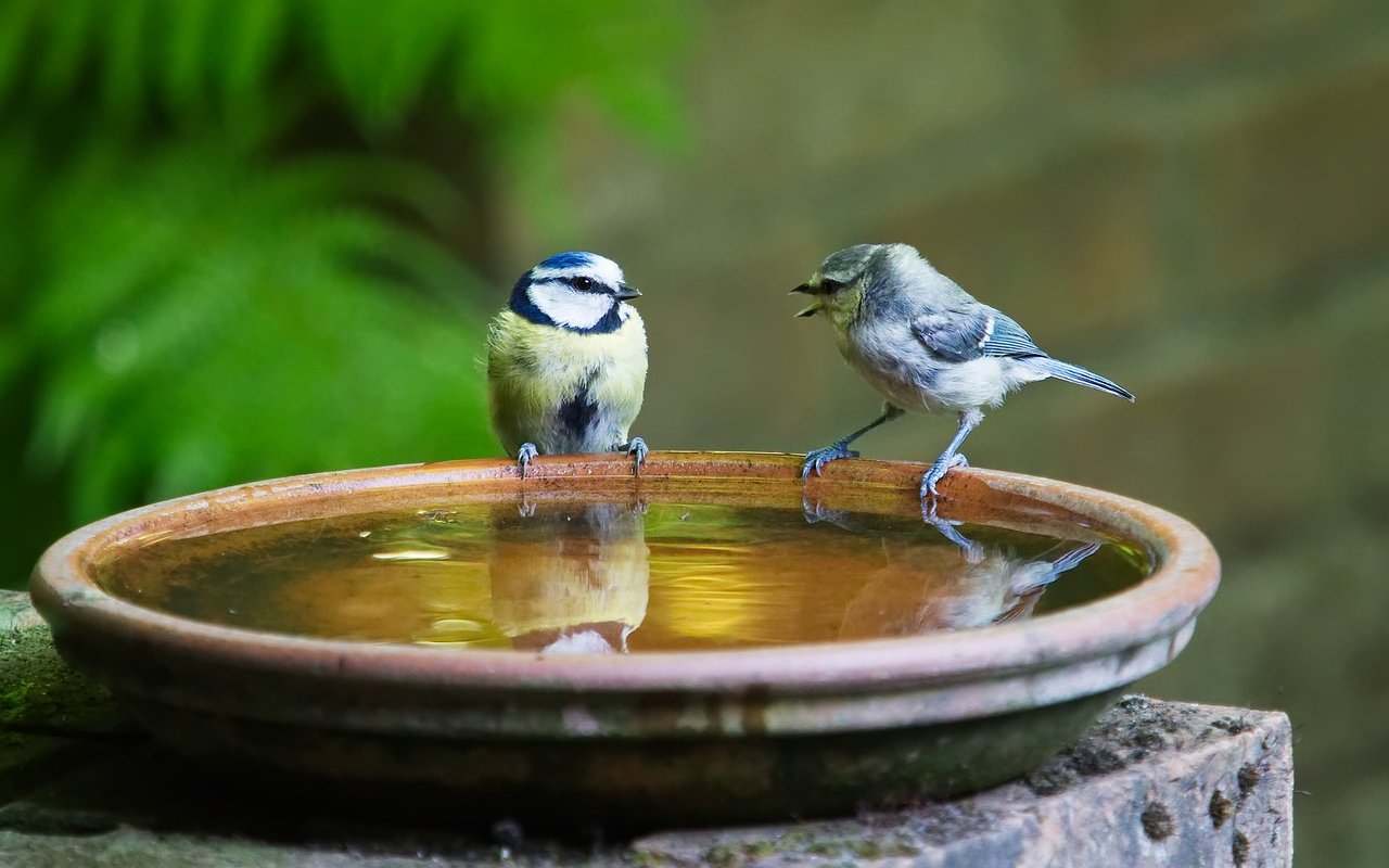 Schon ein Topfuntersetzer mit sauberem Wasser kann für Vögel als Tränke dienen. Idealerweise werden noch einige Steine hingelegt, damit Insekten darauf landen können.