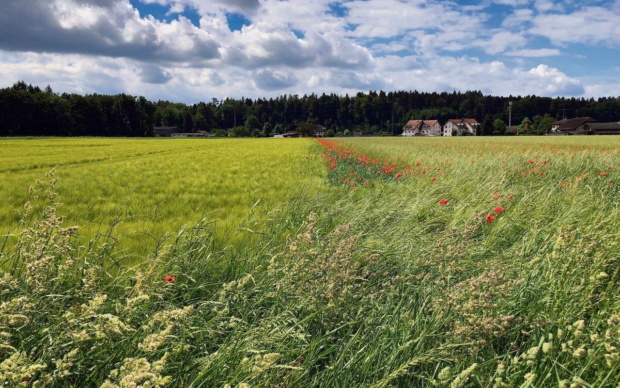 Wogendes Getreide und leuchtend roter Mohn: Biodiversität auf Ackerflächen ist schön anzusehen und kann agronomisch von Nutzen sein. Das setzt eine gute Planung und angemessene Pflege voraus. 