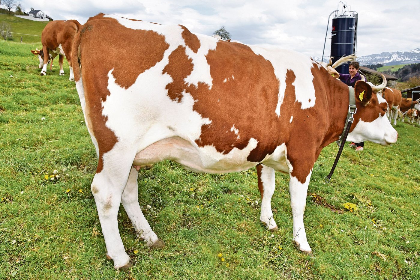 Die schöne SF-Erstlingskuh Ben Kalinka mit ihrem super Euter wurde diesen Frühling mit 44 44 90 beurteilt.  