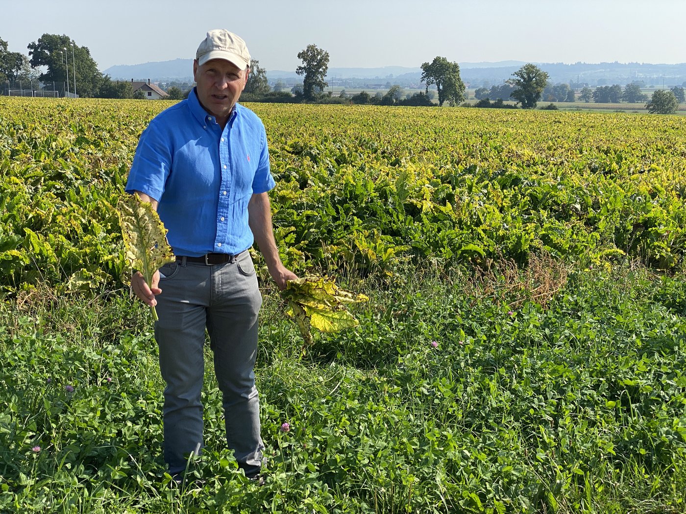 Durch die viröse Vergilbung wird die Assimilation in den Rüben gestoppt und das schon ab Juni. Mit der Folge, dass die Rüben nicht mehr wachsen und mit massiven Ertragsverlusten zu rechnen ist.