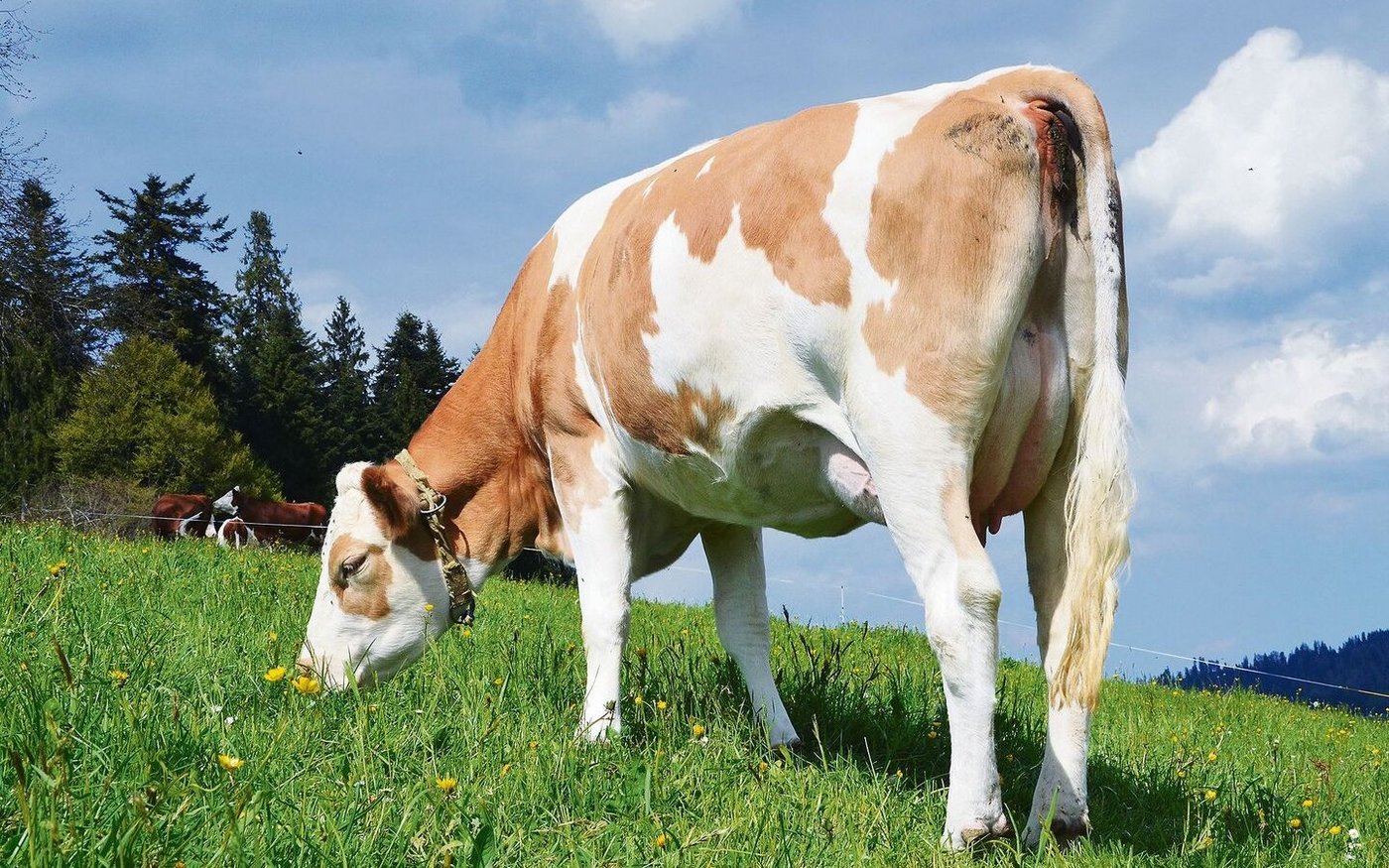 Wie wirtschaftlich ist die Stierauswahl der Züchter? Lohnt es sich, auf Weidetauglichkeit zu setzen? Der neue monetäre Swiss Index versucht Licht ins Dunkeln zu bringen.