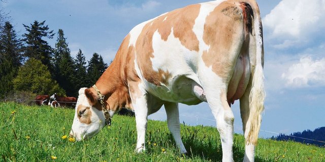 Wie wirtschaftlich ist die Stierauswahl der Züchter? Lohnt es sich, auf Weidetauglichkeit zu setzen? Der neue monetäre Swiss Index versucht Licht ins Dunkeln zu bringen.