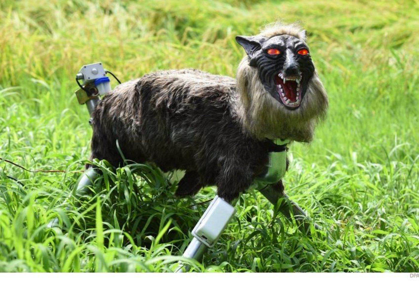 Der Roboter wird verschiedenen Medienberichten zufolge bis September getestet.