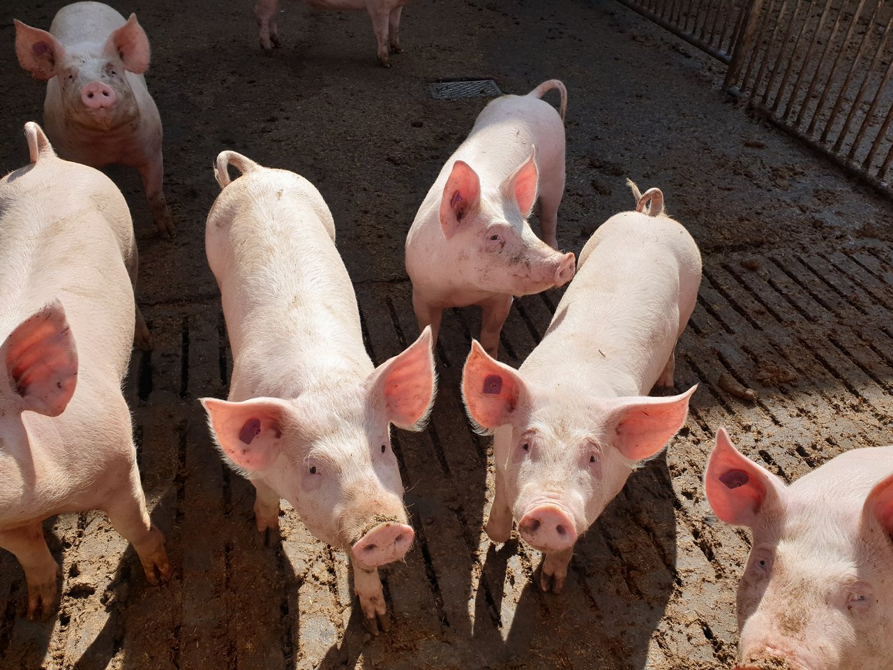 Zuckerbasierte Impfstoffe sollen zukünftig gegen viele Infektionen bei Schweinen helfen. (Bild Ruth Aerni)