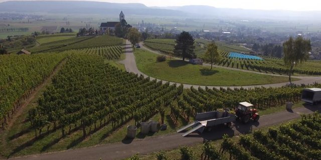 Die Ernte dürfte mengenmässig unterdurchschnittlich ausfallen, dafür ist die Qualität gut. (Bild Fabio Schmid/Fachstelle Weinbau SH/TG)
