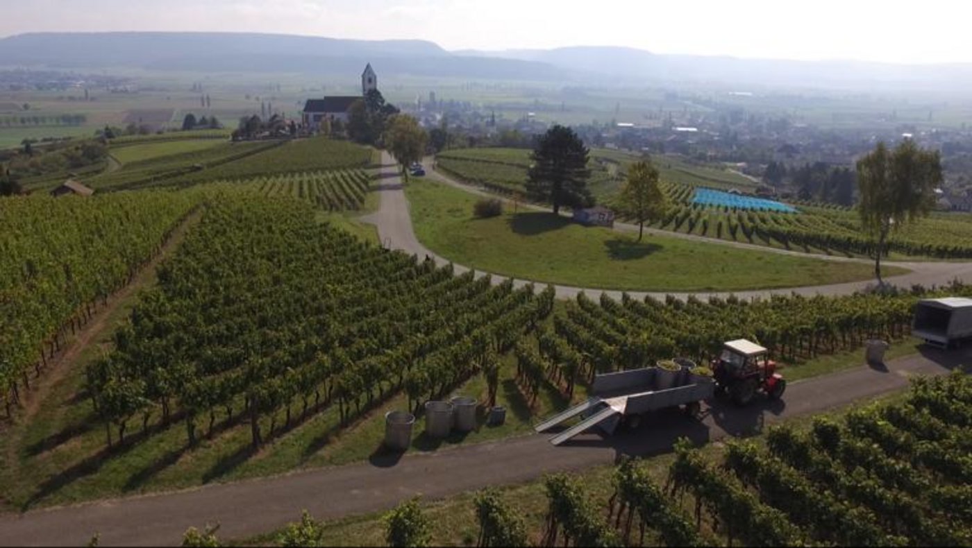 Die Ernte dürfte mengenmässig unterdurchschnittlich ausfallen, dafür ist die Qualität gut. (Bild Fabio Schmid/Fachstelle Weinbau SH/TG)