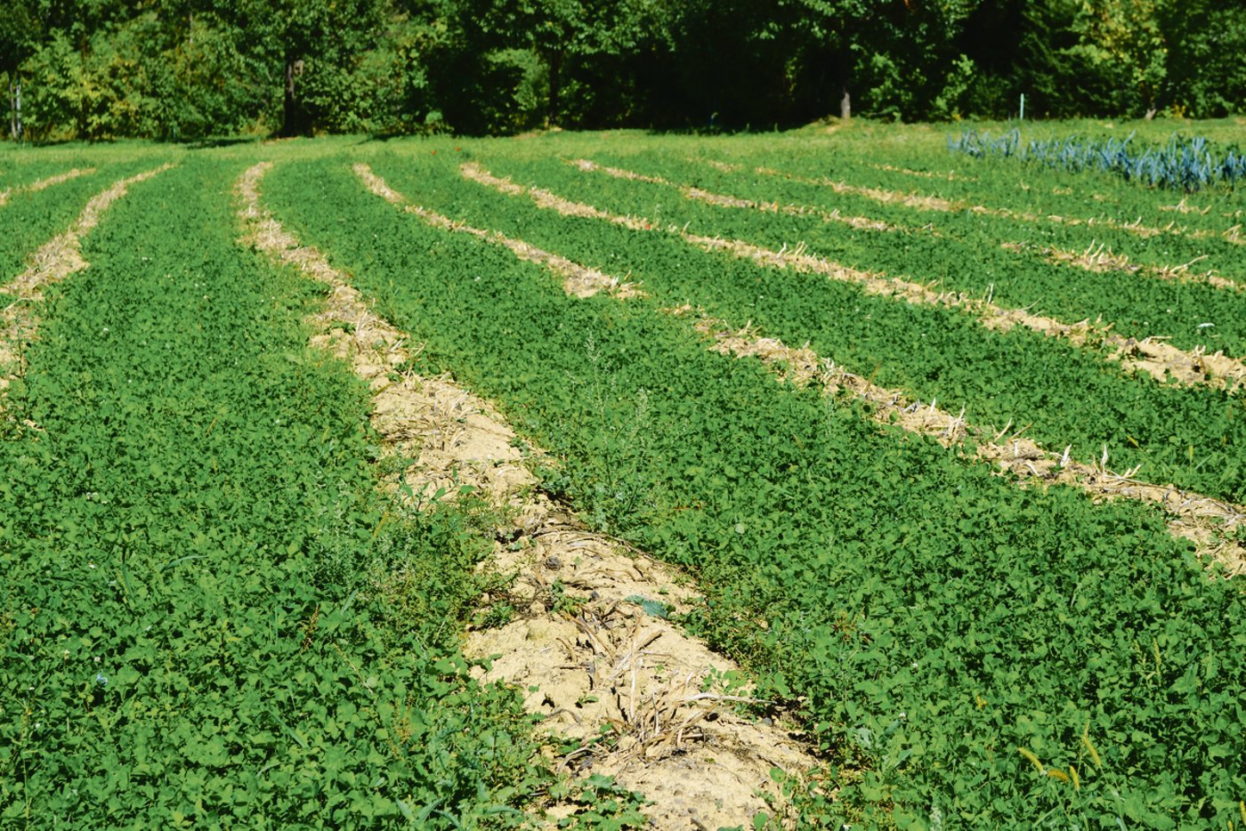 Zwischen den Kartoffelreihen wird Kleegras gesät, um den Boden bestmöglich vor Erosion zu schützen.