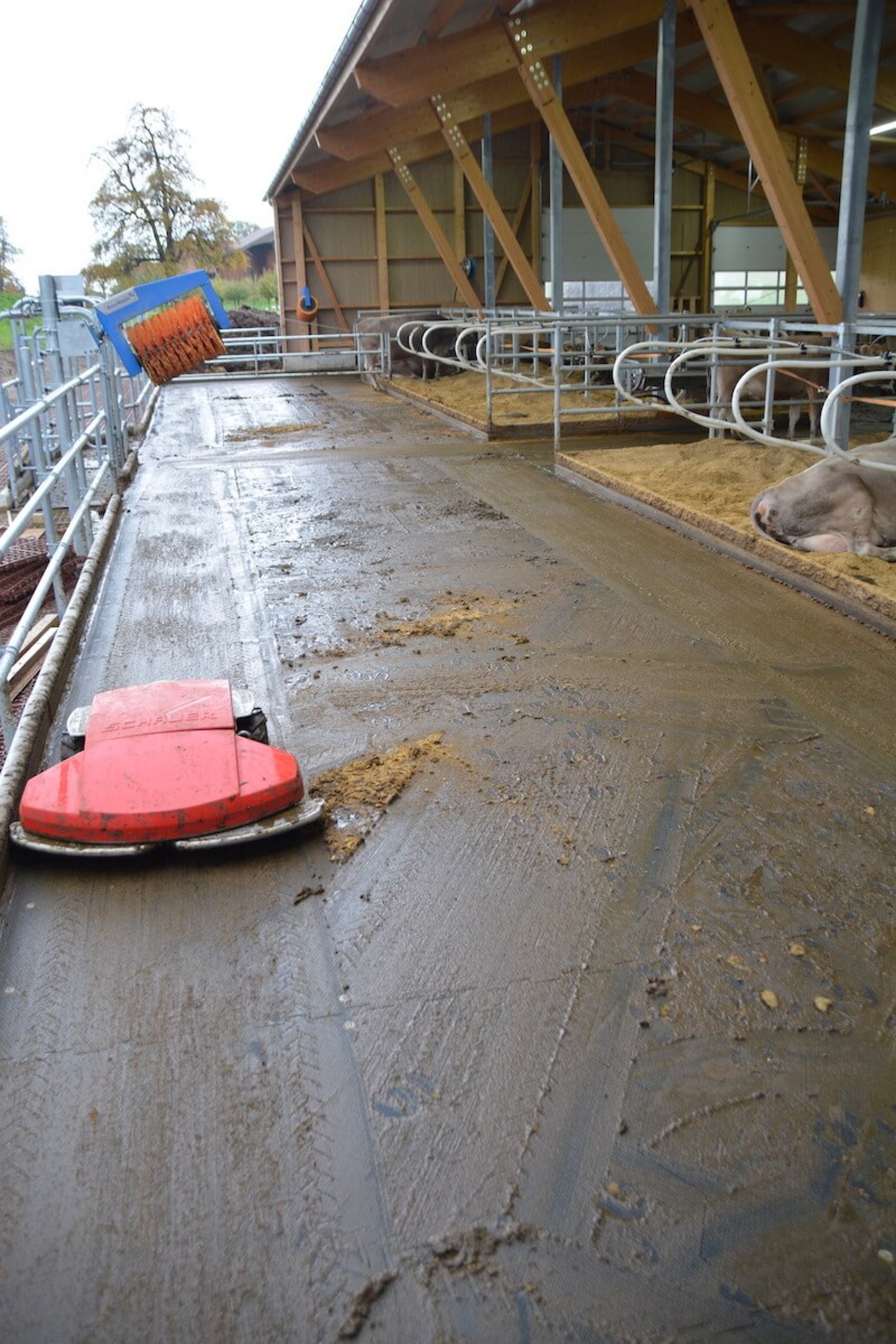 Der Schauer-Entmistungsroboter sorgt für saubere Gummimatten.