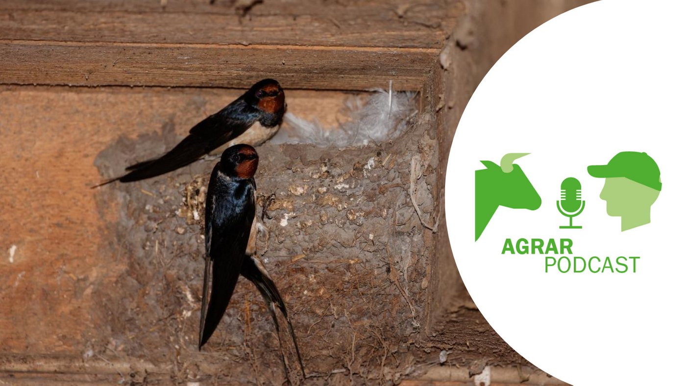Die Rauchschwalben sind eines der Themen im der 9. Episode vom AgrarPodcast (Bild: Peter Röthlisberger)