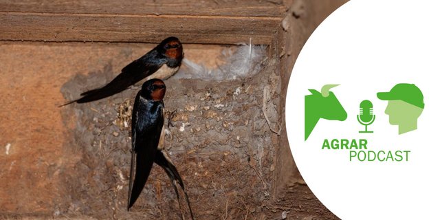 Die Rauchschwalben sind eines der Themen im der 9. Episode vom AgrarPodcast (Bild: Peter Röthlisberger)