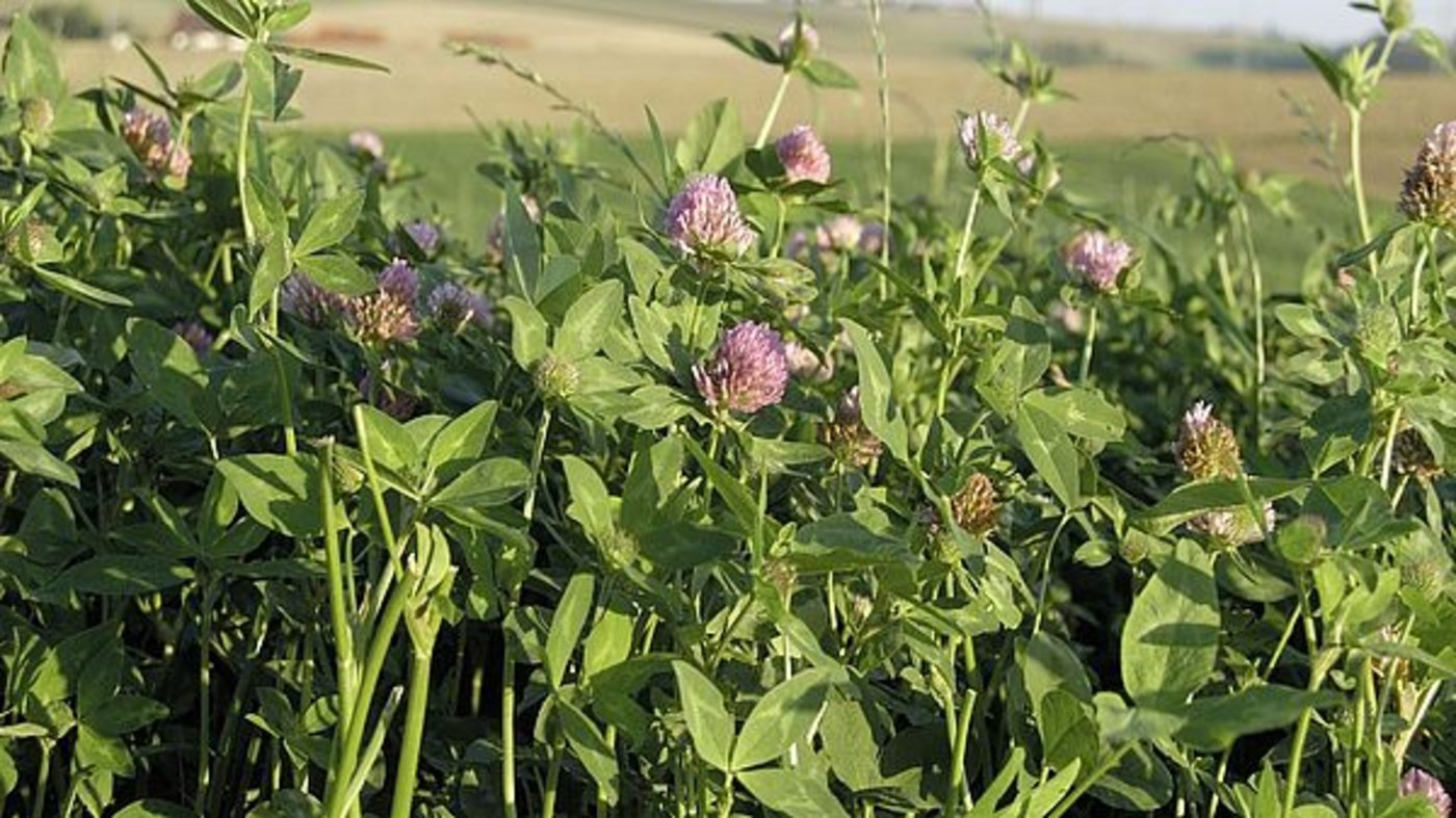 Durch die Nutzbarmachung bislang unerschlossener Eiweißquellen könnten Sojaimporte ganz oder teilweise ersetzt werden. (Bild agrar-press)