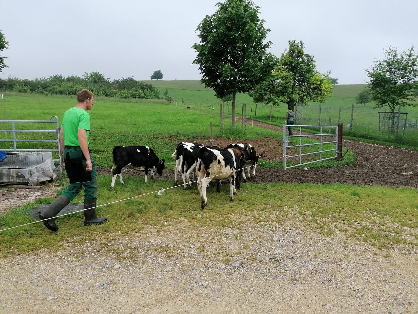Stohlers bringen die Aufzuchtkälber auf die Weide. Es ist ihnen wichtig, dass sie sich so schnell als möglich daran gewöhnen. (Bild Belinda Balmer)