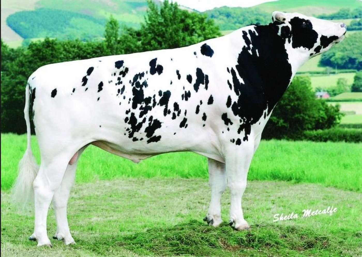 Picston Shottle ist gestorben. (Bild Sheila Metcalfe)