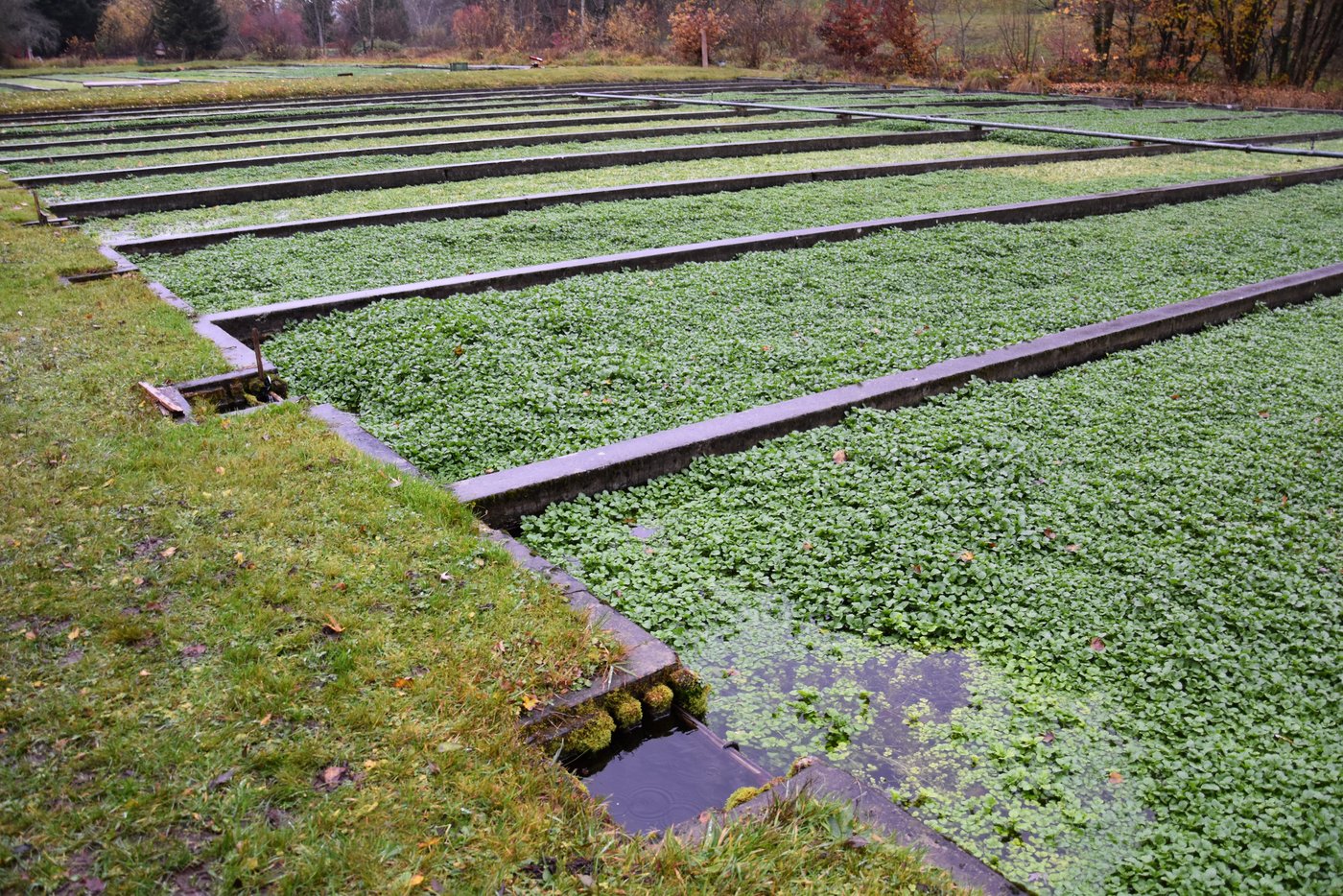 Die Familie Motzet baute die Prlanze seit 1905 an. Auf dem Grundstück befinden sich mittlerweile 27 Becken.