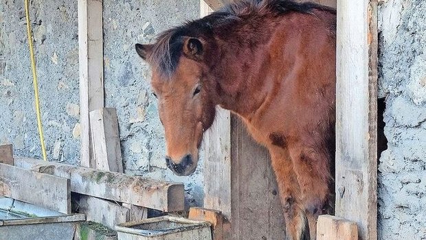 Insgesamt 19 Pferdebetriebe wurden heuer ausgezeichnet − unter anderem die Pferdealtersweide in Valendas GR.