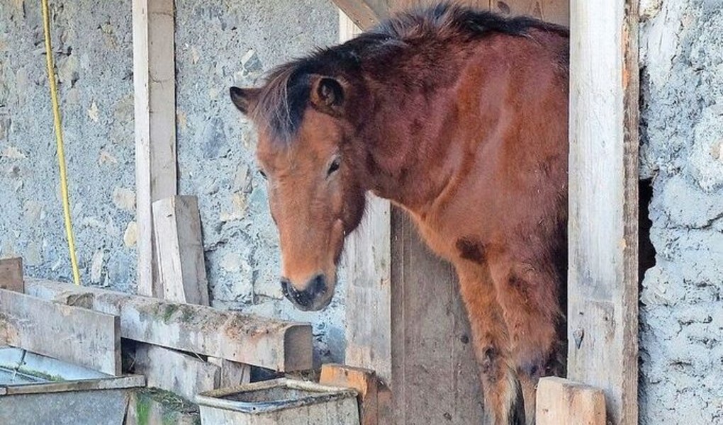 Insgesamt 19 Pferdebetriebe wurden heuer ausgezeichnet − unter anderem die Pferdealtersweide in Valendas GR.