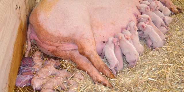 Kommen Totgeburten gehäuft vor, braucht es Abklärungen, insbesondere wenn es vermehrt zur Geburt von mumifizierten Ferkeln kommt. Bild: SGD/Cornelia Vontoebl