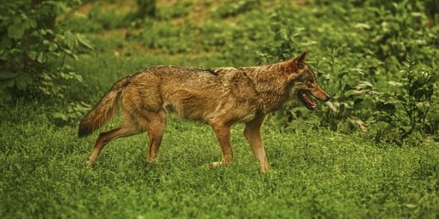 Der Europarat soll den Schutzstatus des Wolfes heruntersetzen, fordert der Bundesrat. (Bild Pixabay)