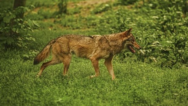 Der Europarat soll den Schutzstatus des Wolfes heruntersetzen, fordert der Bundesrat. (Bild Pixabay)