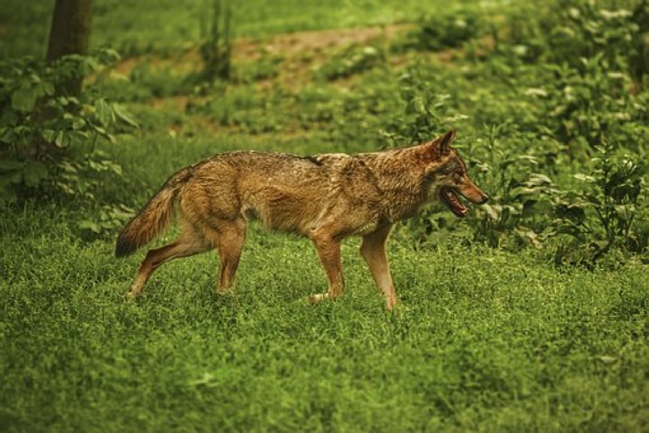 Der Europarat soll den Schutzstatus des Wolfes heruntersetzen, fordert der Bundesrat. (Bild Pixabay)