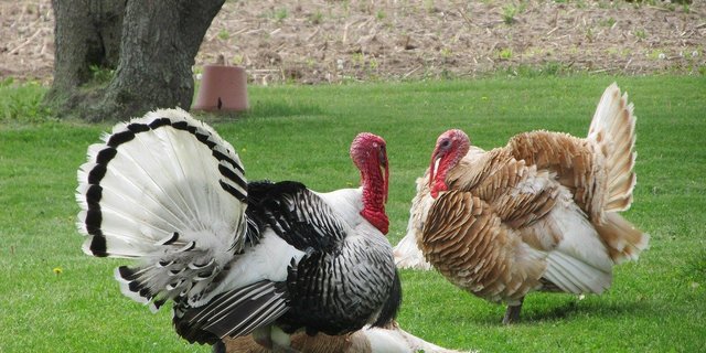 Dieses Jahr heissen die beiden Thanksgiving-Truthähne heissen "Bread" als auch "Butter. (Symbolbild Pixabay)