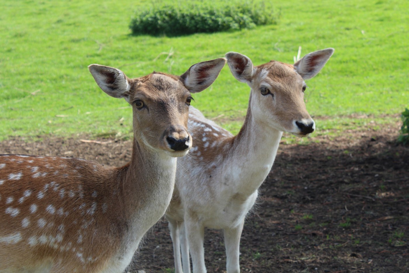 Auch wenn die Tiere an den Menschen gewöhnt sind, bleiben es Wildtiere. 