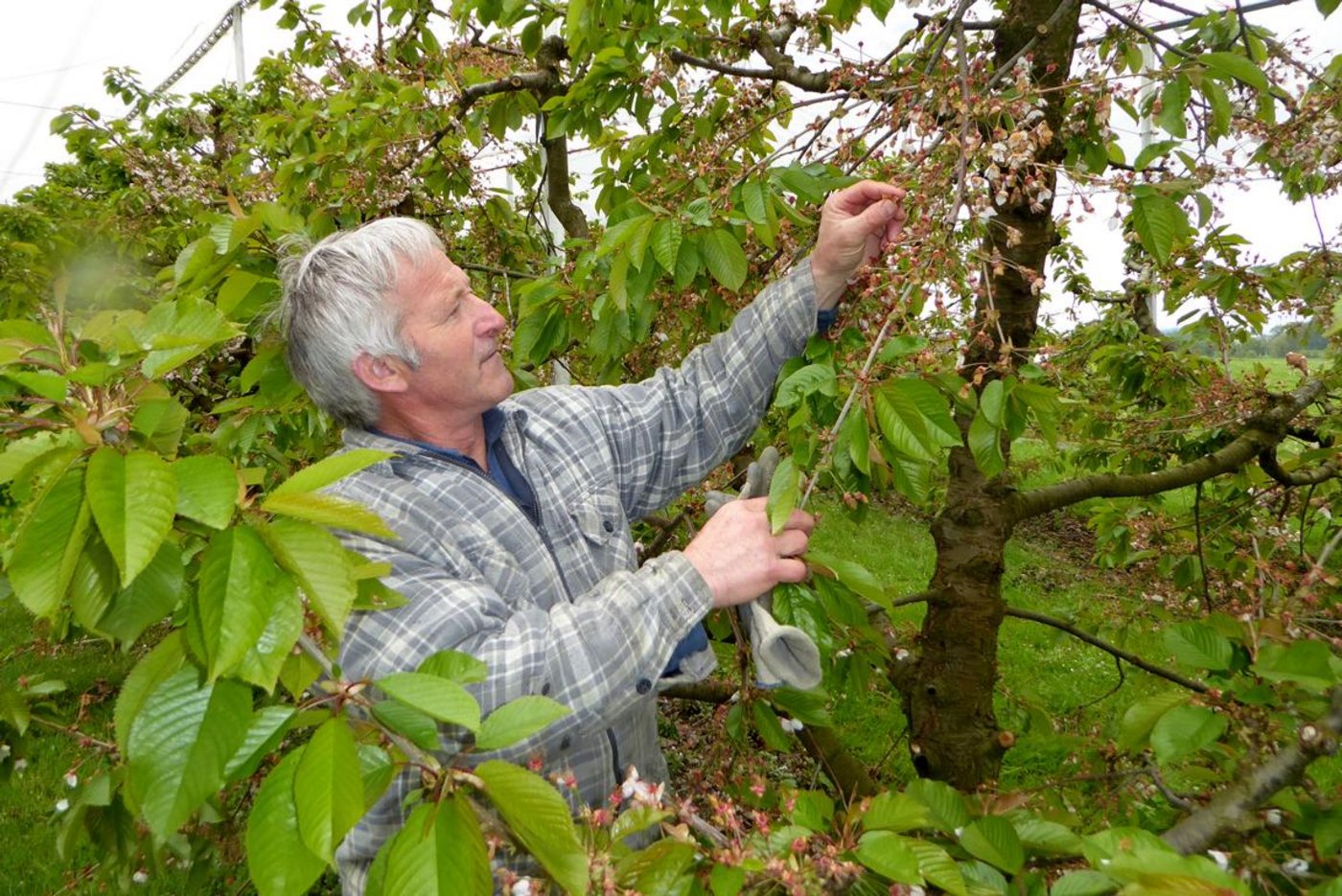 Hansruedi Urech inspiziert seine vom Frost beschädigten Kirschbäume. (Bild Andreas Walker)