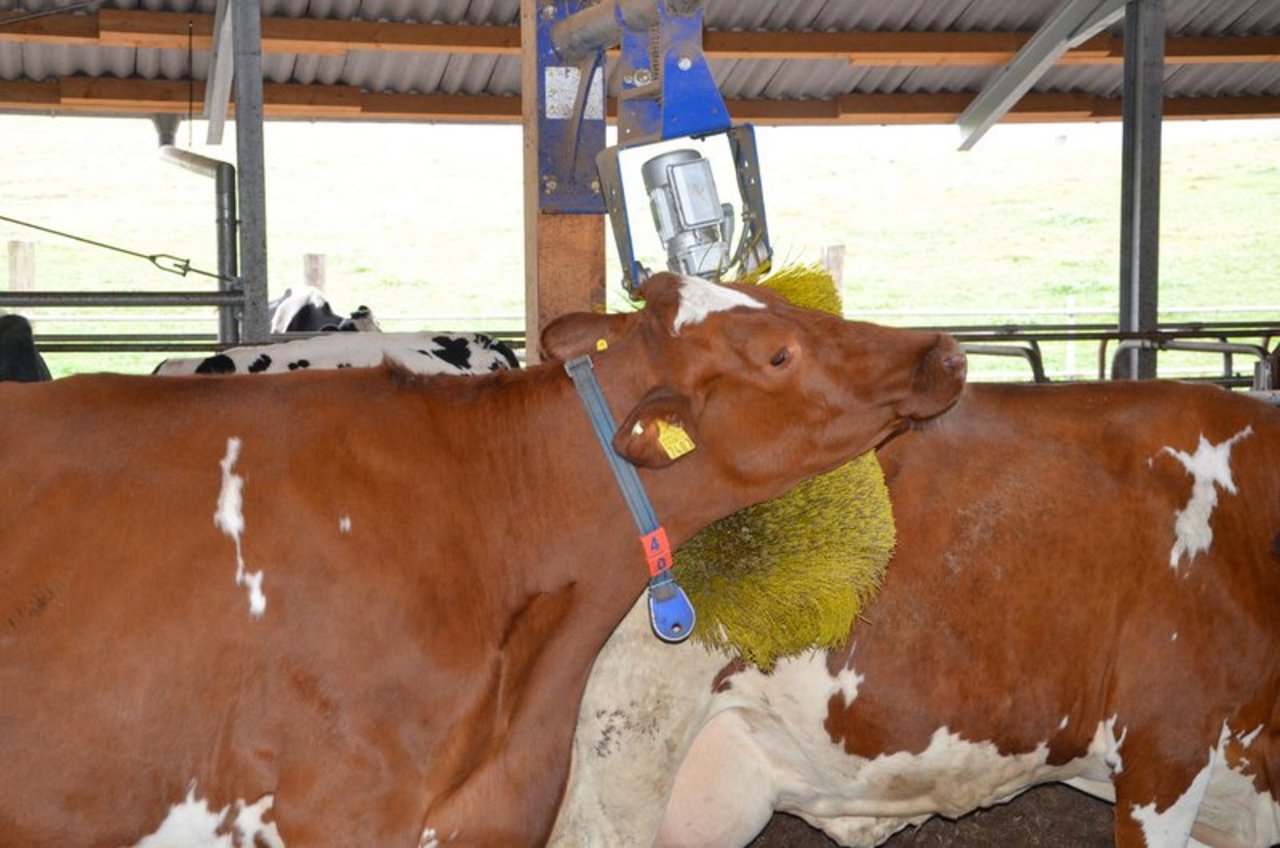 Kühe lieben Kratzbürsten - das ist jetzt auch wissenschaftlich bewiesen. (Bild Aline Küenzi)