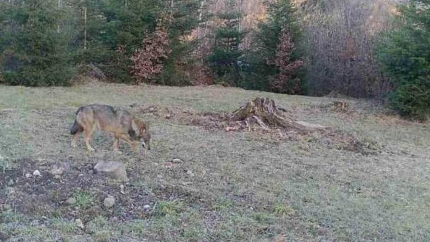 Das Bild des Wolfs, den eine Wildtierkamera bei Bäretswil ZH aufgenommen hat. (Bild Baudirektion des Kantons Zürich)