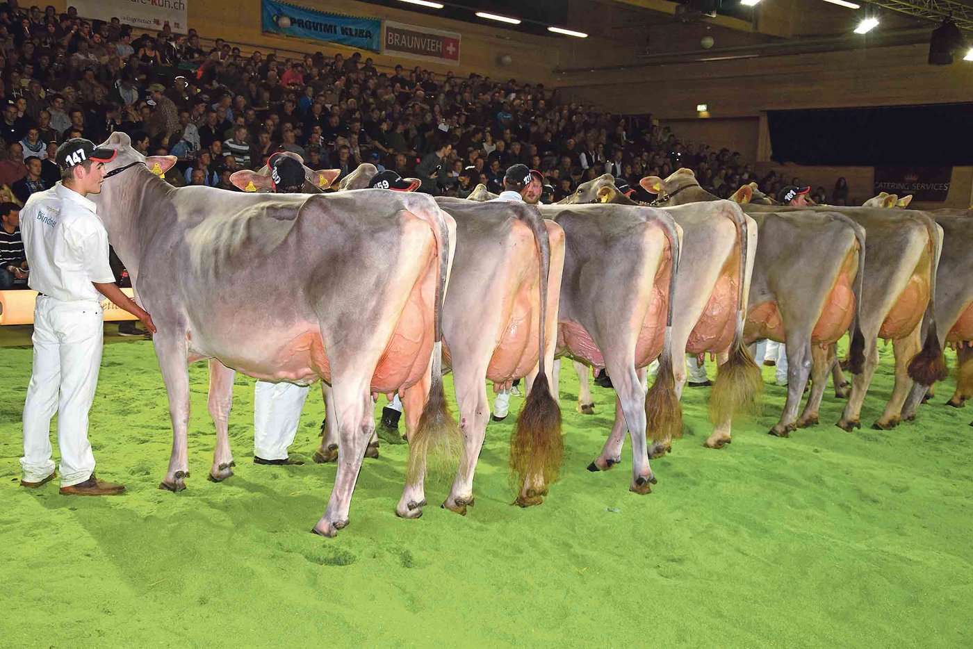  Topkühe an der Swiss Classic vom letzten Samstag in Brunegg AG. Diese Kategorie gewann Ambühls Denzo Dolly von Jann Ambühl, Davos Frauenkirch GR. Die Braunviehrasse ist aber weiter unter Druck. Schaut man ... (Bild Peter Fankhauser)