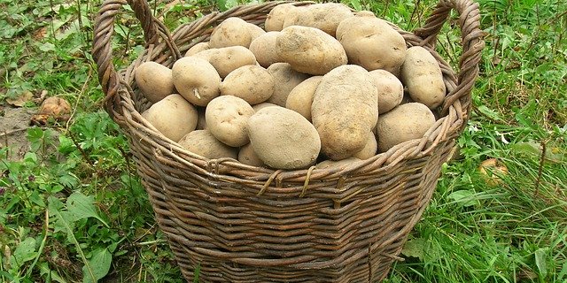 Die Speisekartoffelproduktion in Schweden ist auf den niedrigsten Wert der letzten Dekade gefallen. (Bild pixabay)