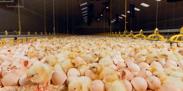 Die Küken schlüpfen im Stall. Damit entfällt der Transportstress und die Küken können sofort mit Fressen beginnen. Diesen Vorteil bietet aber auch die neueste Generation von Brütereien. (Bild NestBorn)