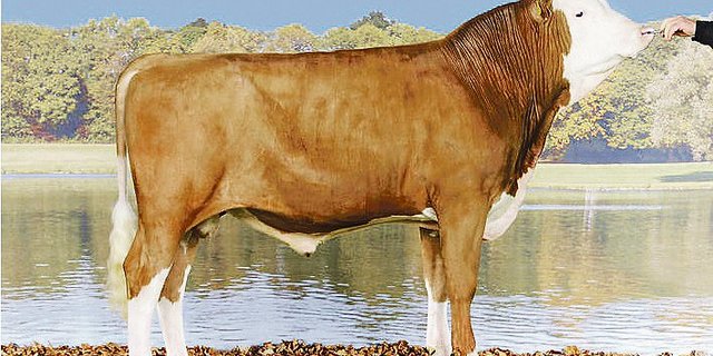 Der neubeförderte Simmentaler-Stier Roman Merkur stammt aus der Zucht von Hugo Pradervand aus Givrins VD.(Bild KeLeKi)