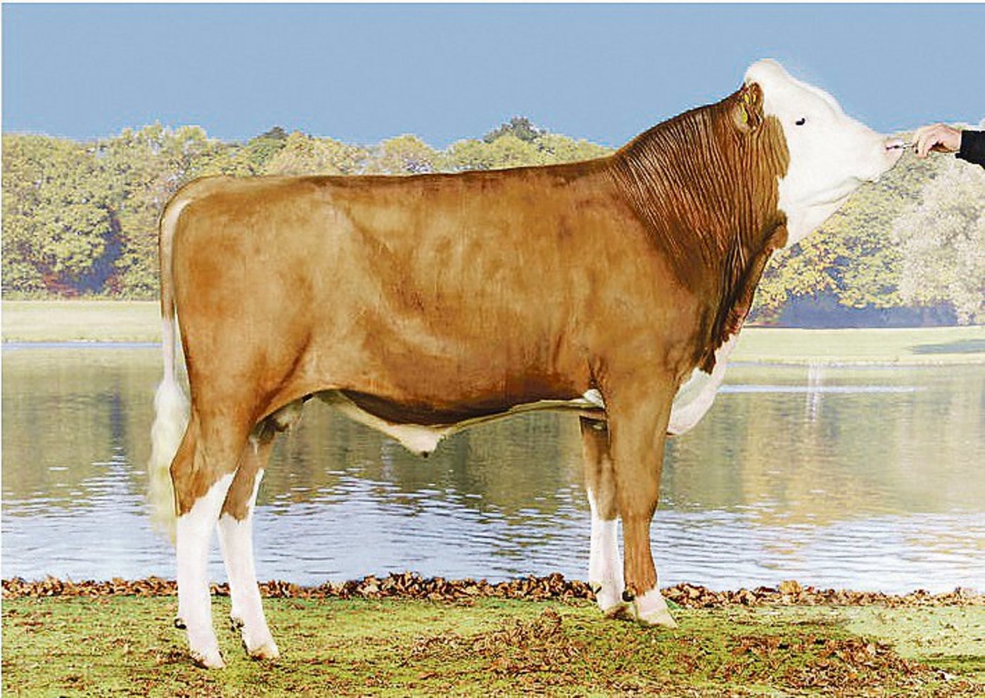 Der neubeförderte Simmentaler-Stier Roman Merkur stammt aus der Zucht von Hugo Pradervand aus Givrins VD.(Bild KeLeKi)